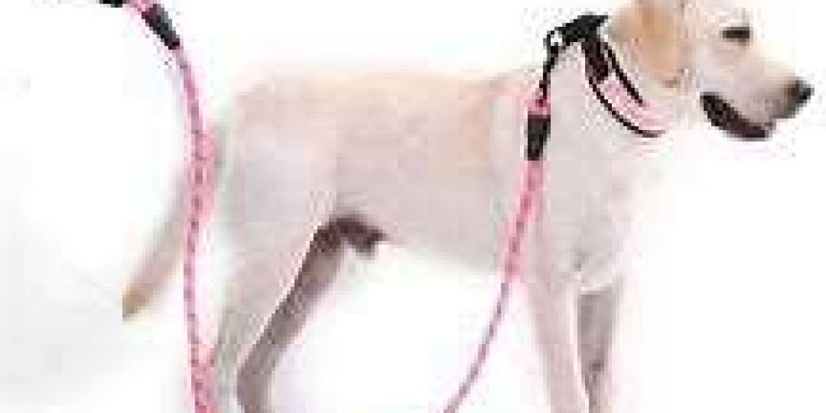 Enhancing the Bond: Exploring Adjustable, Braided, and Anti-Pull Dog Leashes